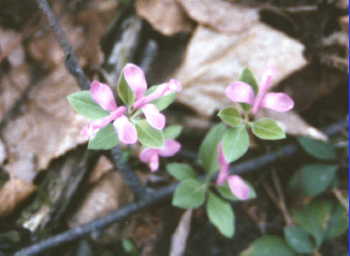 Fringed Polygala